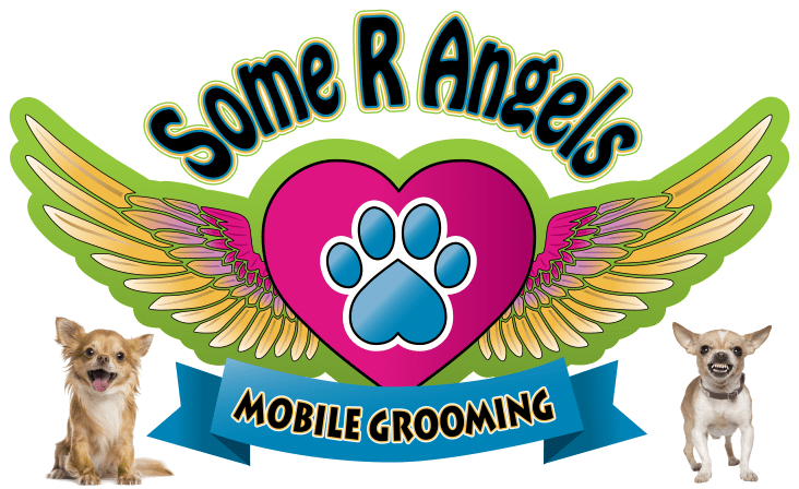dog grooming that comes to you